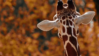 Krypto-Neuigkeiten: MIND of Pepe und die Rückkehr der Altcoins