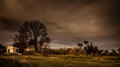 Kryptowährungen im Aufschwung: Chancen für Pepe Coin, ADA und Rexas Finance