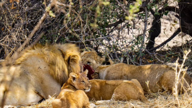 Große Wale investieren: PancakeSwap und USD Coin stehen im Fokus