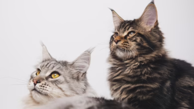 Cardano und Katzen: Wie Hoskinsons Haustiere den ADA-Preis beeinflussen könnten