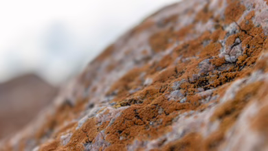 Bitcoin-Boom: Lokaler Miner begeistert mit 5.000 $ Investition!