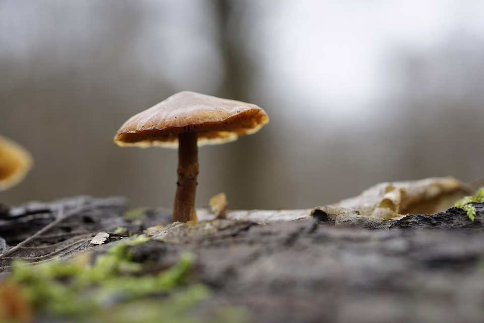 Anstehender Verfall von Bitcoin- und Ethereum-Optionen: Markt erwartet Volatilität