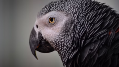 MEXC DEX+: Neue Ära des Handels mit PumpSwap-Integration in Seychellen