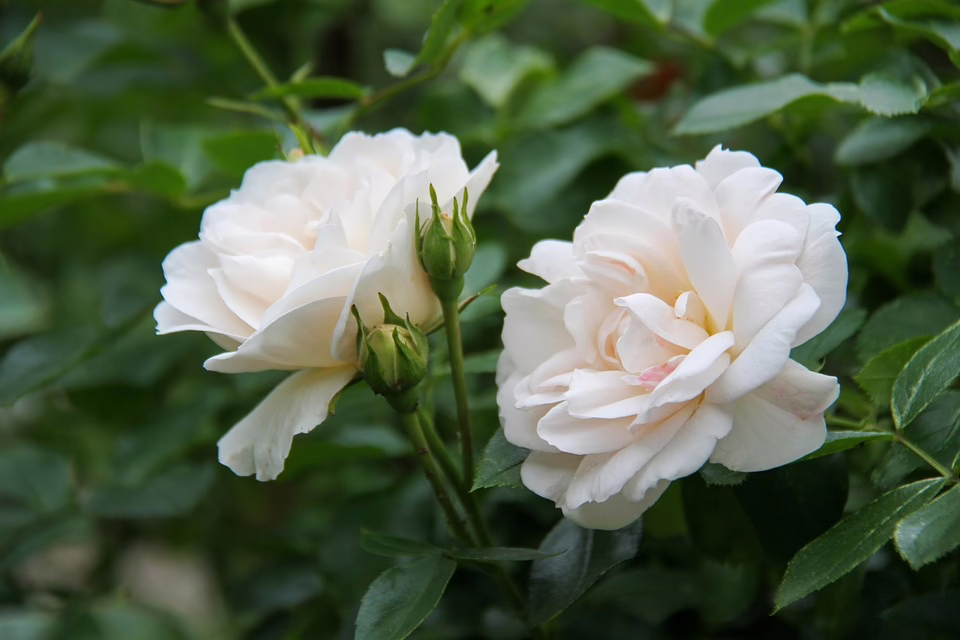 Kann der Krypto-Markt am Fibonacci-Niveau zurückschlagen?