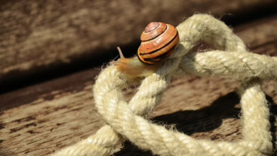 Fidelity Investments plant Stablecoin: Ein Schritt in die digitale Zukunft