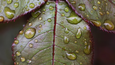 Dawgz AI: Ist dies die nächste große Chance im Kryptowährungsmarkt?