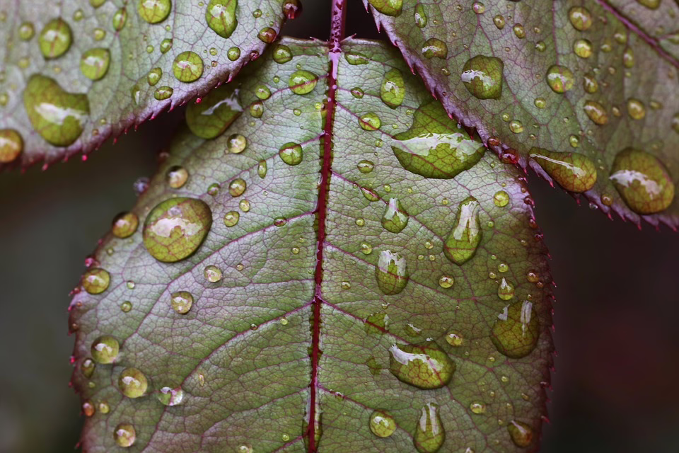 Dawgz AI: Ist dies die nächste große Chance im Kryptowährungsmarkt?