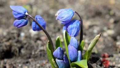 Kryptomarkt am 28. März: Gemischte Trends und institutionelles Interesse