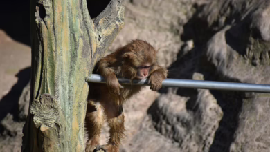 Shiba Inu: Stabilisierung bei 0,00001 USD lässt Aufschwung erhoffen
