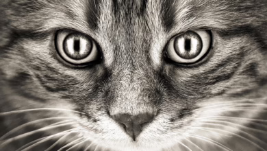 Bitcoin erholt sich: Ein Blick auf die Marktaktualitäten und Trends