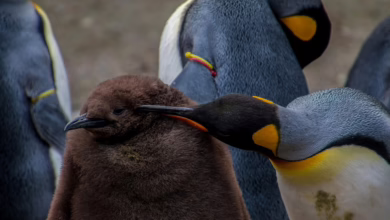 Pudgy Penguins und der Kampf um die Marktstabilität: Ein Blick auf PENGU