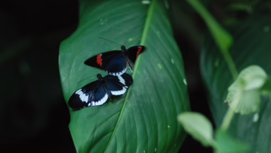 Tarifkonflikte und Bitcoin: Neue Chancen in unsicheren Zeiten