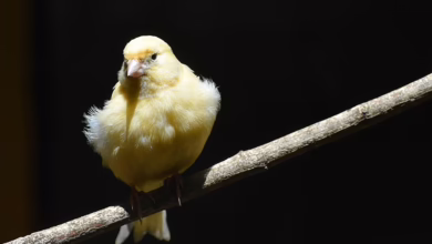 Canary Capital plant innovativen Tron-ETF – Ein Schritt in die Zukunft?