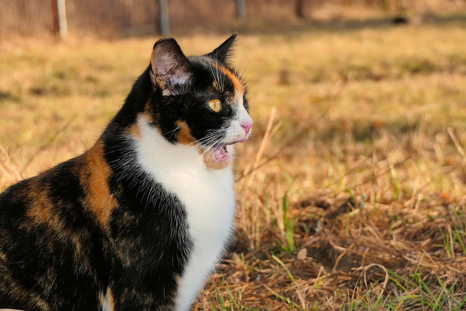 „Cyberangriff auf Lucy Powell: Falsche Kryptowährung im Umlauf“