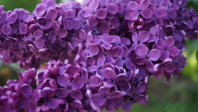 Kräftiger Rückgang der Kryptowährungen: Chancen für schlaue Investoren?