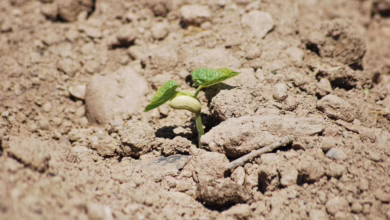 Stellar: Bullischer Ausbruch bei XLM droht – Transaktionen auf Rekordniveau