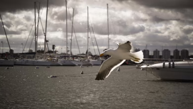Bitcoin: Ein stabiler Hafen in stürmischen Zeiten des Aktienmarkts