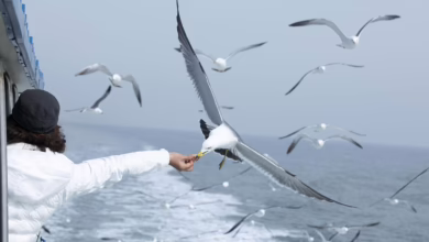 XRP: Ein Kritischer Moment bei $2.3 – Aufstieg oder Fall?