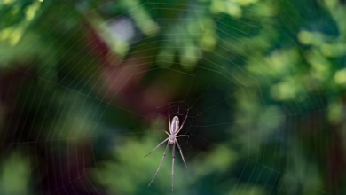 Krypto-Trends: Pi Network im Aufschwung, Hyperliquid zum Verkauf empfohlen