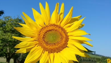 Neue Animationsserie Owen Nowhere : Kinderunterhaltung im Web3-Zeitalter