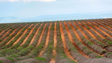 Zug setzt Akzente: SPAR-Markt akzeptiert Bitcoin-Zahlungen im Alltag