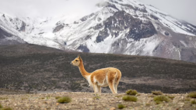 AI-Revolution: NVIDIA treibt Kryptowährungsmarkt zu neuen Höhen