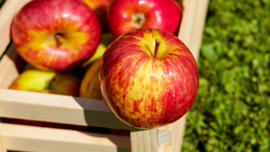Apples Gerichtsurteil: Neue Freiheit für Krypto-Entwickler im App Store
