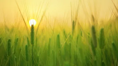 Solana: Jüngste Gewinne und die Warnungen des Marktanalysten Wedson