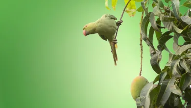 Mango Markets-Urteil: Risiken und Chancen für deutsche Krypto-Anleger