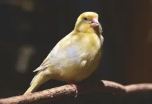 Canary Capital beantragt Spot ETF für die Kryptowährung Cronos