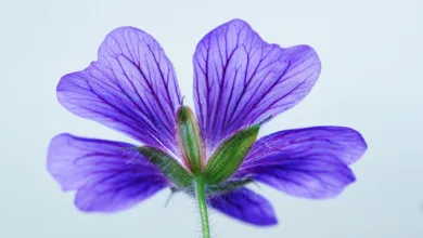 Robinhood plant Marktplatz für tokenisierte Vermögenswerte bei der SEC
