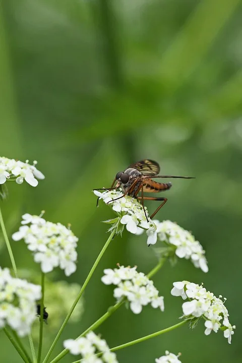 Trump und Vance: Krypto-Investitionen und politische Einflussnahme im Fokus