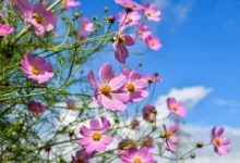 Zukunft des Cloud-Minings: KGN Cloud revolutioniert die Branche