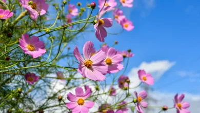 Zukunft des Cloud-Minings: KGN Cloud revolutioniert die Branche