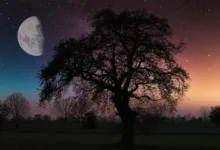 Cardano präsentiert neue Sidechain Midnight mit Airdrop für Nutzer