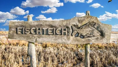 Staking im Krypto: Chance oder Risiko für Anfänger in der Region?