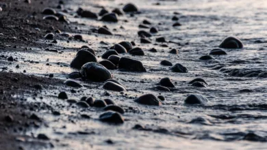 Ripple unter Druck: Wohin geht der Weg für XRP bis Juni 2025?