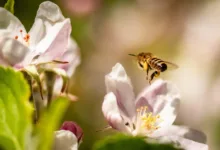 Apple plant Übernahme von Perplexity AI – Chancen für Krypto-Token
