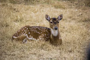 Neue Krypto-Strategien: Pakistan und Indien setzen auf digitale Vermögenswerte