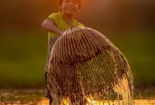Vietnam legalisiert Krypto-Assets: Ein Meilenstein für digitale Innovation