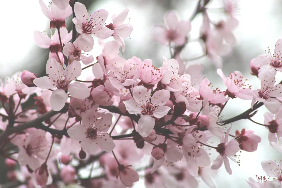 Solana und Solaxy: Wachstum und Chancen im Krypto-Markt