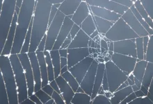 Pi Network: Kurs bleibt stabil, aber Rebound-Signale verdichten sich