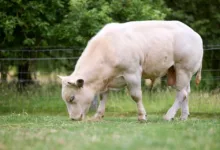 Fartcoin und BTC Bull: Die neuen Stars unter den Meme-Coins unter 1 Dollar