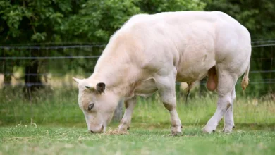 Fartcoin und BTC Bull: Die neuen Stars unter den Meme-Coins unter 1 Dollar