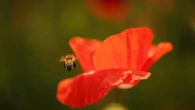 Bitcoin und XRP: Instinktive Aufschwünge durch institutionelles Interesse