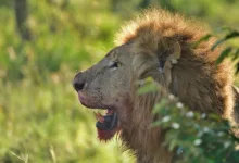 Kenia im Dilemma: Krypto-Steuer gefährdet Fintech-Führerschaft in Afrika