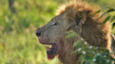 Kenia im Dilemma: Krypto-Steuer gefährdet Fintech-Führerschaft in Afrika