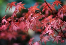 Maple Finance startet Kreditprotokoll auf Solana mit Chainlink-Technologie