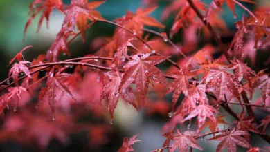 Maple Finance startet Kreditprotokoll auf Solana mit Chainlink-Technologie