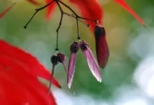 Krypto-Markt im Aufwind: Maple Finance und Pi Coin stechen hervor